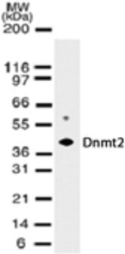 Dnmt2 Antibody (102B1259.2) - Azide and BSA Free, Novus Biologicals 0.1